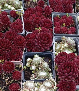 Sempervivum red
